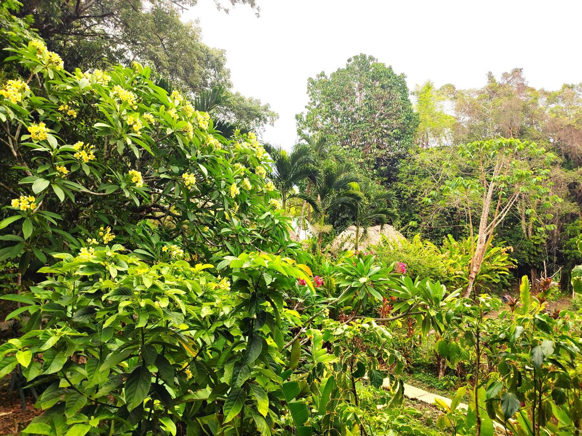 Maya Mountain Lodge San Ignacio Buitenkant foto